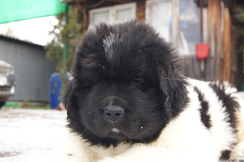 Фото: ньюфаундленд Супер Бизон Маэстро (Super Bizon Maestro)