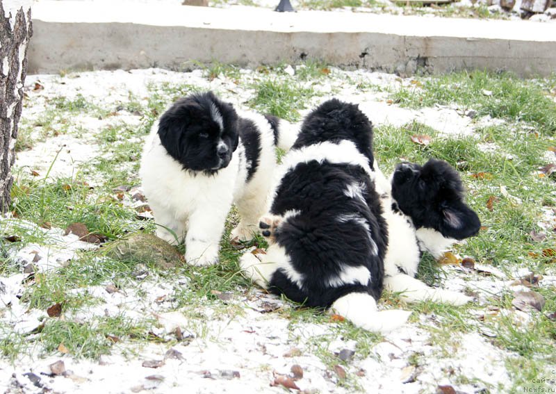 Фото: ньюфаундленд Супер Бизон Малина, ньюфаундленд Супер Бизон Матильда, ньюфаундленд Супер Бизон Мирослава