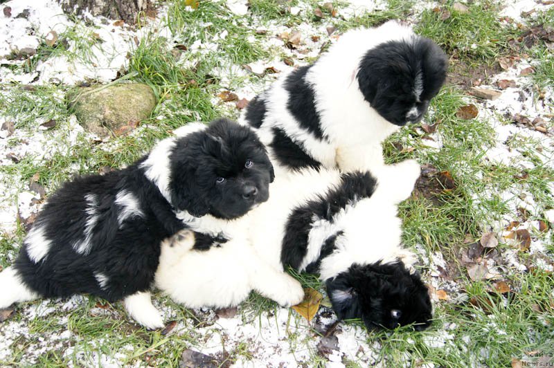 Фотография № 166195