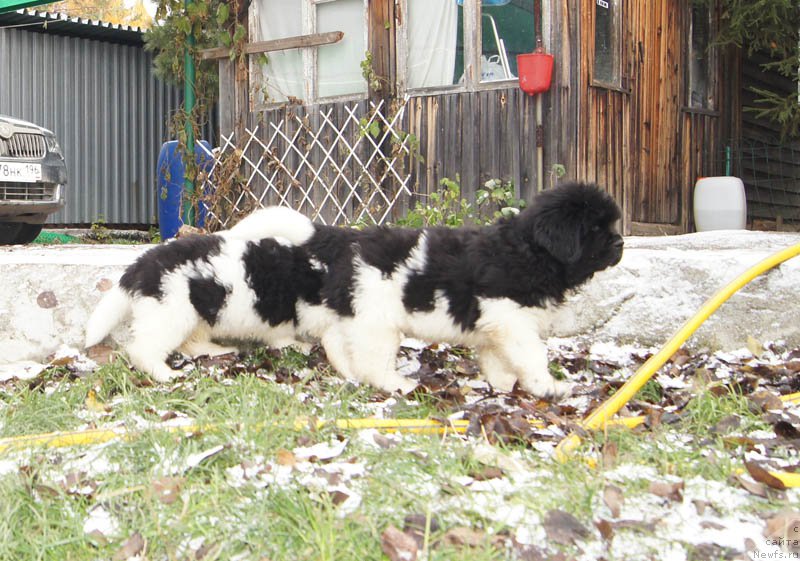 Фото: ньюфаундленд Супер Бизон Майбах