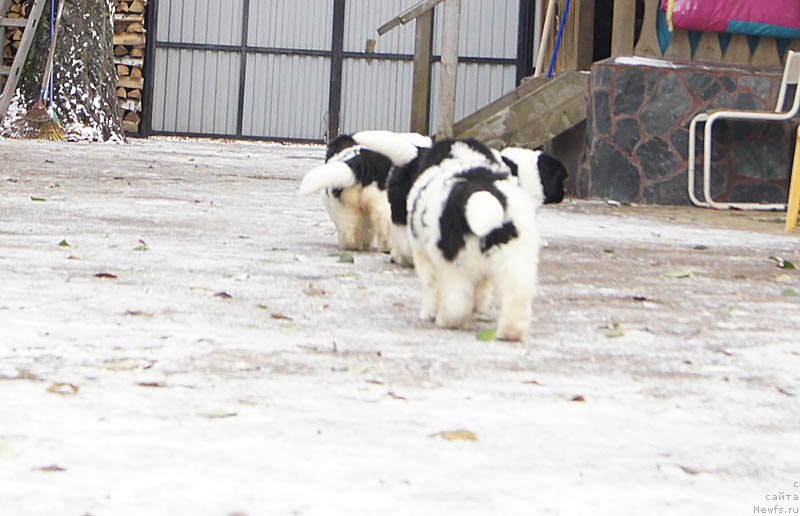 Фото: дети, ньюфаундленд Супер Премиум Женева (Super Premium Zheneva), ньюфаундленд Callistos Blitzen, ньюфаундленд Супер Бизон Маэстро (Super Bizon Maestro), ньюфаундленд Супер Бизон Майбах, ньюфаундленд Супер Бизон Мурсиелага, ньюфаундленд Супер Бизон Мирослава, ньюфаундленд Супер Бизон Малина, ньюфаундленд Супер Бизон Мелодия, ньюфаундленд Супер Бизон Матильда