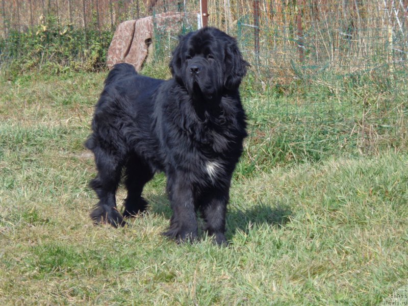 Фото: ньюфаундленд Супер Премиум Линиэль Дайлиррин (Super Premium Liniel Daylirring)