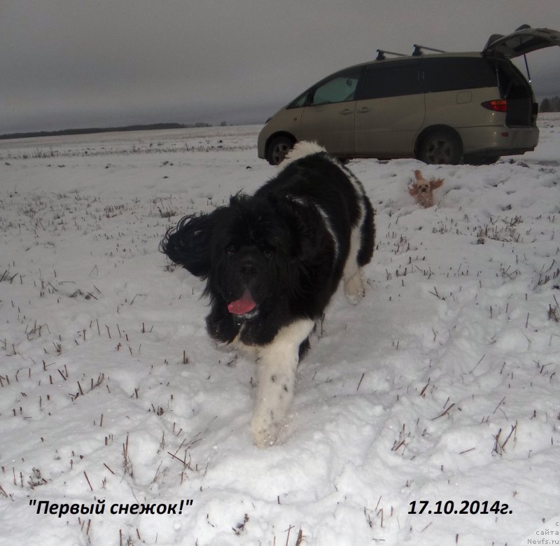 Фото: ньюфаундленд Фиаметтахауз Претти Дрим