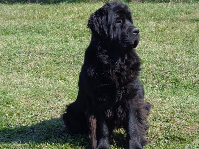 Фото: ньюфаундленд Супер Премиум Немессис