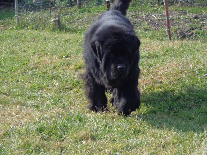 Фото: ньюфаундленд Супер Премиум Микадо (Super Premium Mikado)