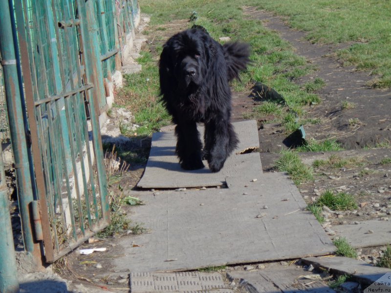 Фото: ньюфаундленд Супер Премиум Нао Дел Трато