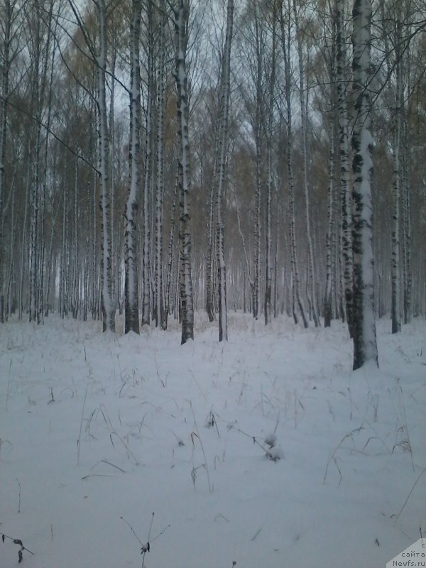 Фотография № 166258