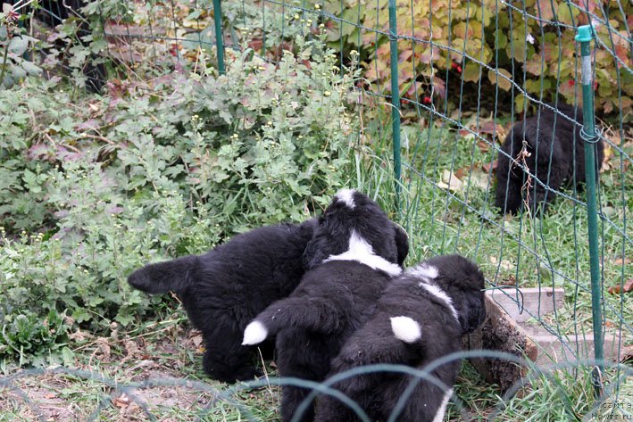 Фотография № 166269