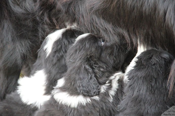 Фотография № 166271