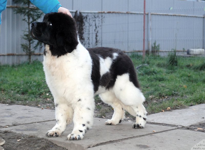 Фотография № 166276