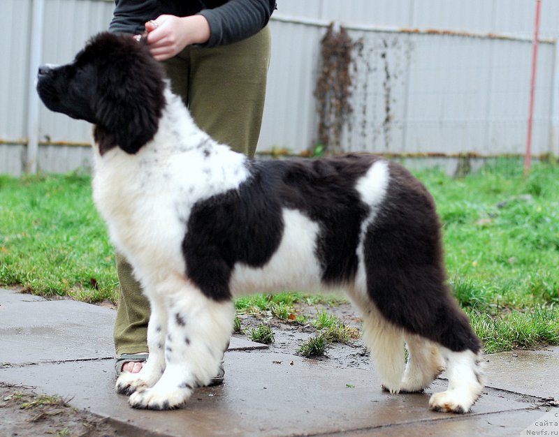 Фотография № 166277