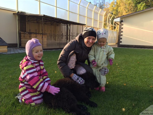 Фото: ньюфаундленд Арамис с Берега Дона (Aramis s Berega Dona)