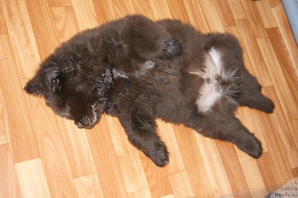 Фото: Черный Шарм Дензел Вашингтон