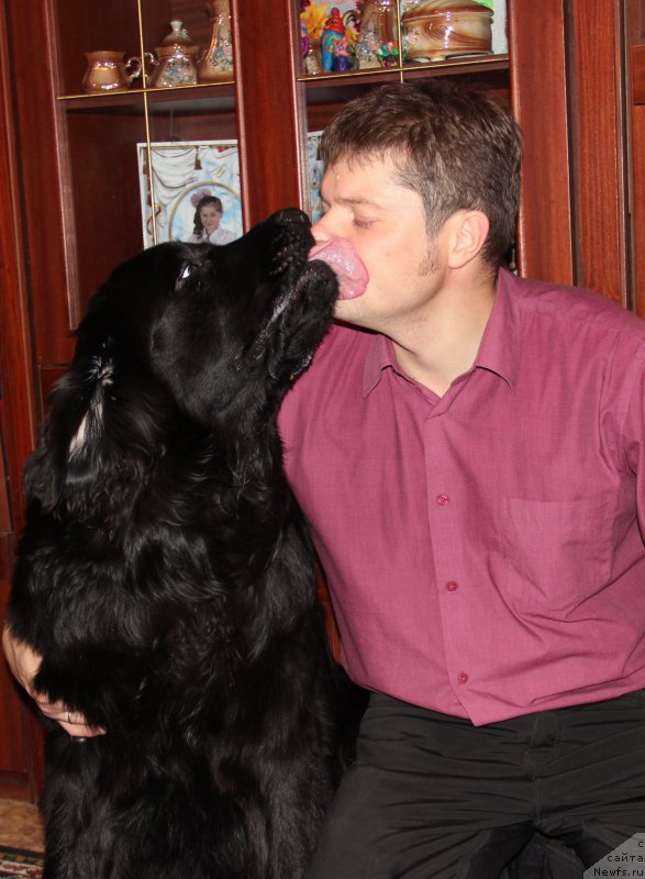 Фото: ньюфаундленд Валмонд Победитель (Valmond Pobeditel), Роман Аганичев