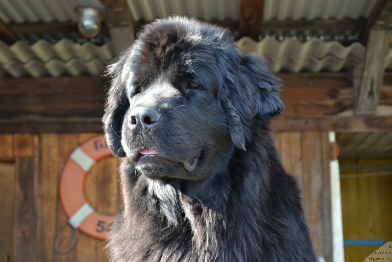 Фото: ньюфаундленд Талисман Моря Магия Волн