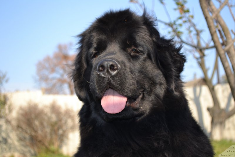 Фото: ньюфаундленд Талисман Моря Магия Волн