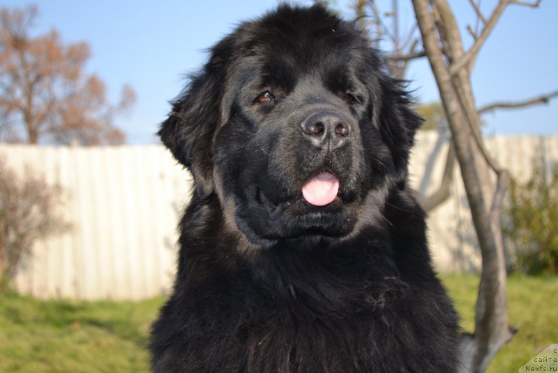 Фото: ньюфаундленд Талисман Моря Магия Волн