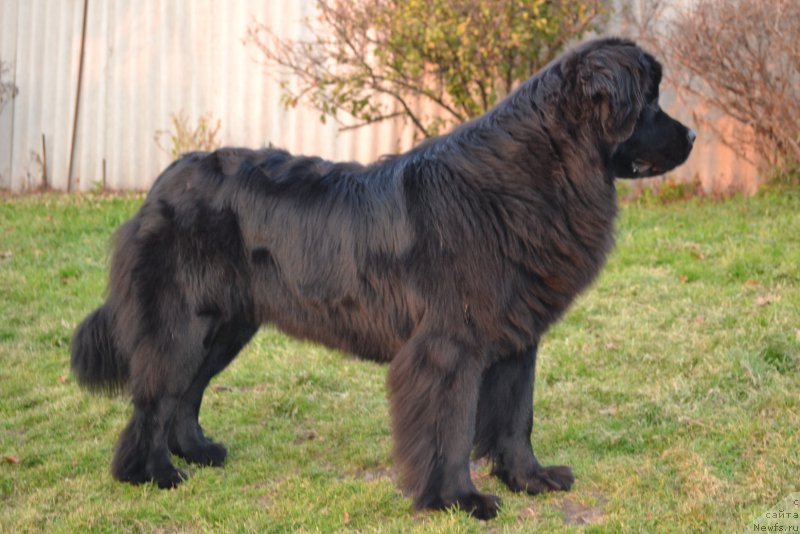 Фото: ньюфаундленд Талисман Моря Магия Волн