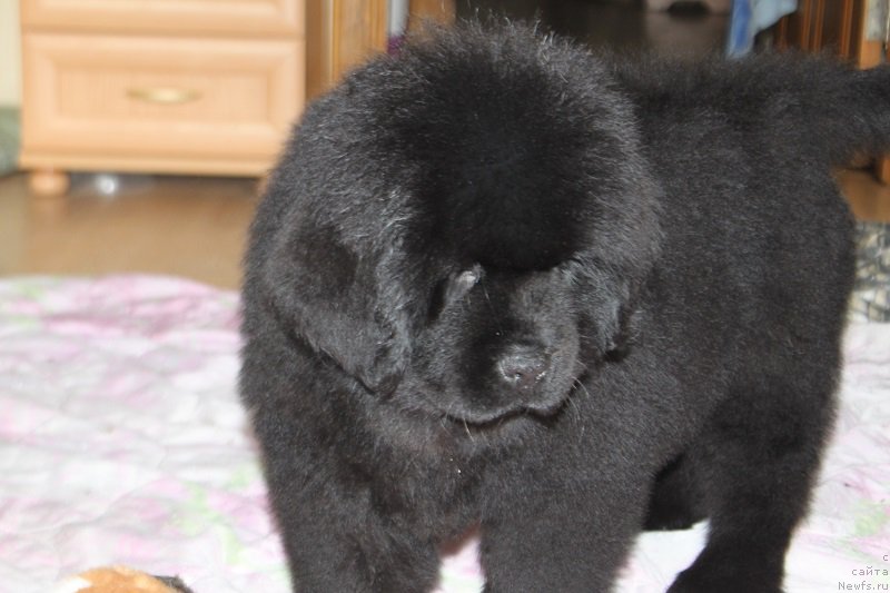 Фото: ньюфаундленд Малиновый Цветок Майолика (Malinoviy Tsvetok Mayolika)