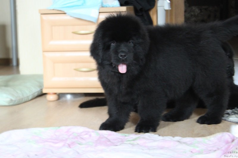 Фото: ньюфаундленд Малиновый Цветок Майолика (Malinoviy Tsvetok Mayolika)