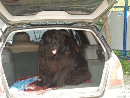 Фото: ньюфаундленд Понтус Пит