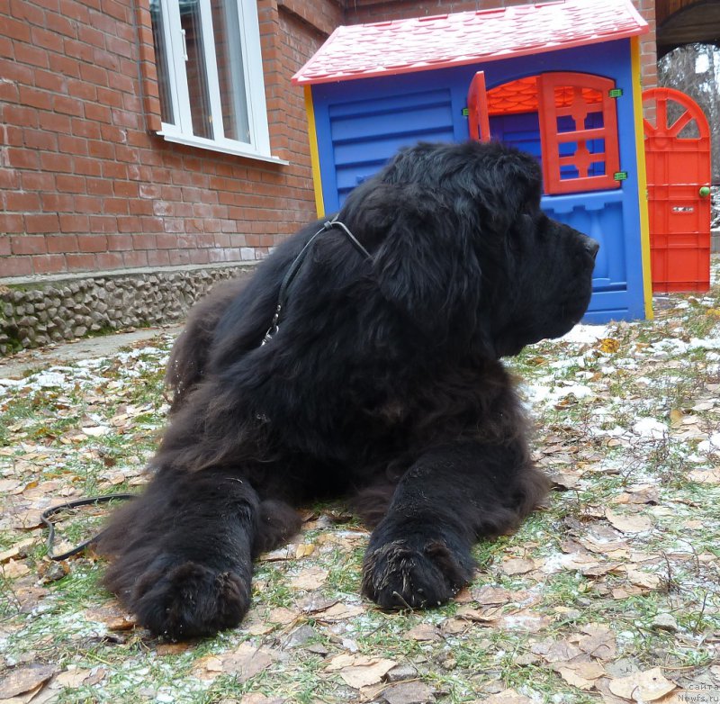 Фото: ньюфаундленд Rose Wanted Impressing Stunningly