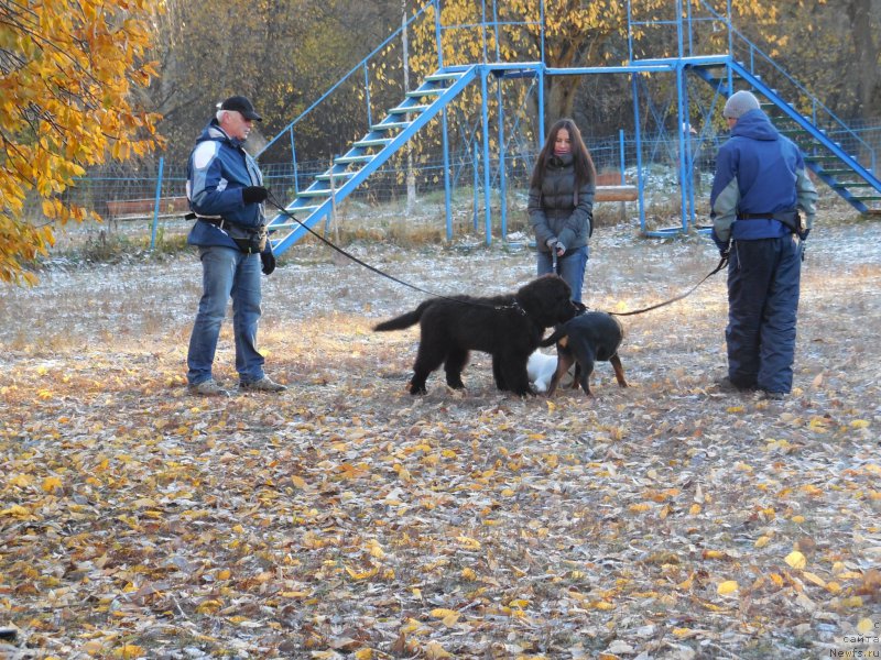 Фото: ньюфаундленд Черная Мафия Шот ин тхе Дарк (Chernaya Mafia Shot in the Dark)