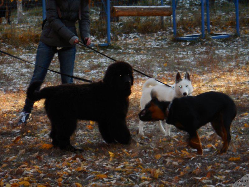 Фото: ньюфаундленд Черная Мафия Шот ин тхе Дарк (Chernaya Mafia Shot in the Dark)