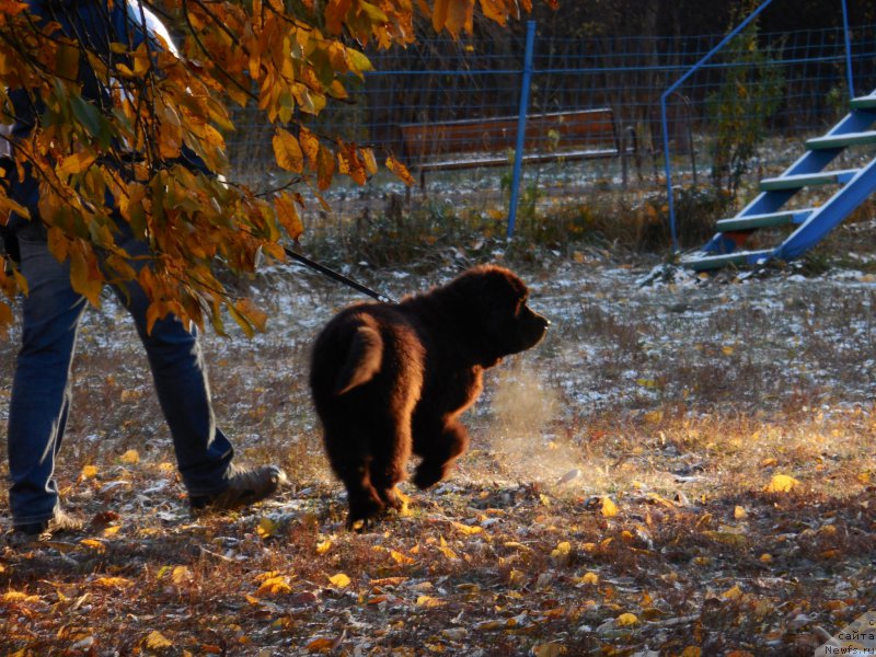 Фото: ньюфаундленд Черная Мафия Шот ин тхе Дарк (Chernaya Mafia Shot in the Dark)