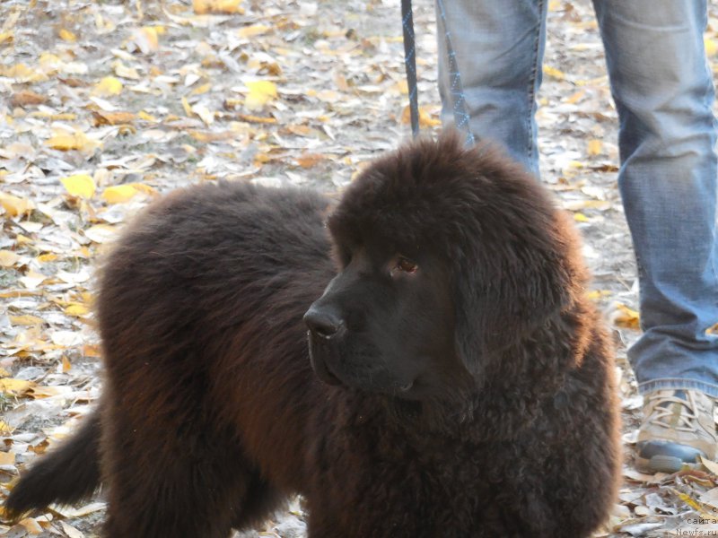 Фотография № 166373