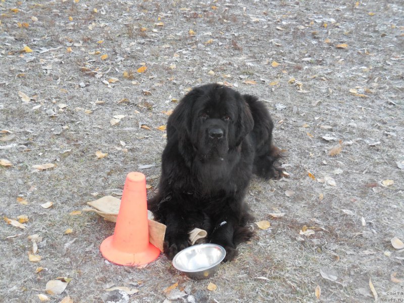 Фото: ньюфаундленд Топтыжка Галатея Морская Нереида (Toptyzhka Galatea Morskaya Nereida)