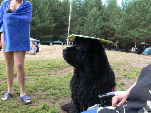 Фото: ньюфаундленд О Блек Диамонд Литтл Беар (O Black Diamond Little Bear)