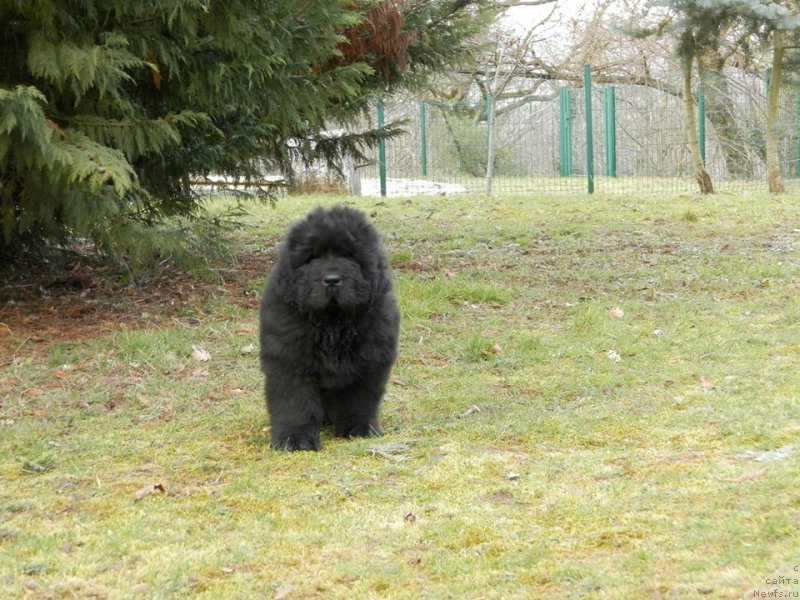 Фото: ньюфаундленд Rose Wanted Impressing Stunningly