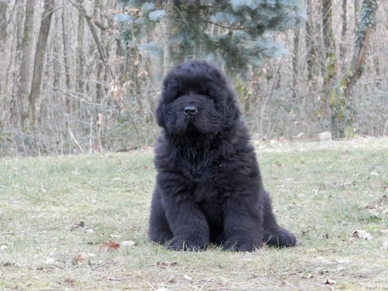 Фото: ньюфаундленд Rose Wanted Impressing Stunningly