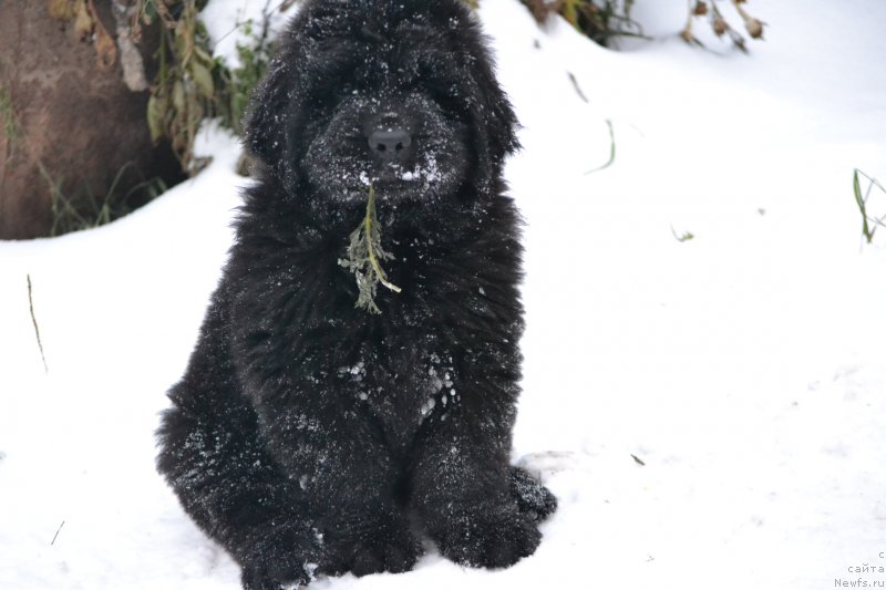 Фото: ньюфаундленд Назар Вятский Медведь (Nazar Vyatskiy Medved)