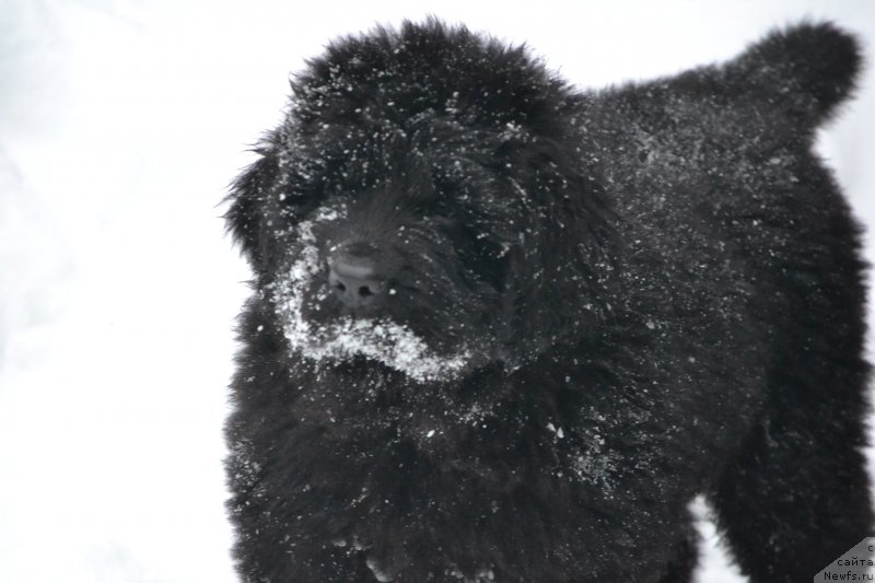 Фото: ньюфаундленд Назар Вятский Медведь (Nazar Vyatskiy Medved)
