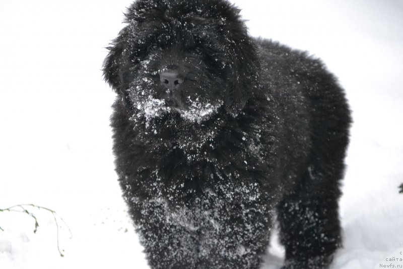 Фото: ньюфаундленд Назар Вятский Медведь (Nazar Vyatskiy Medved)