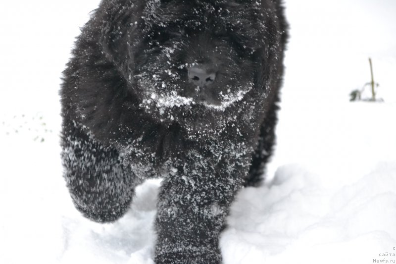 Фото: ньюфаундленд Назар Вятский Медведь (Nazar Vyatskiy Medved)