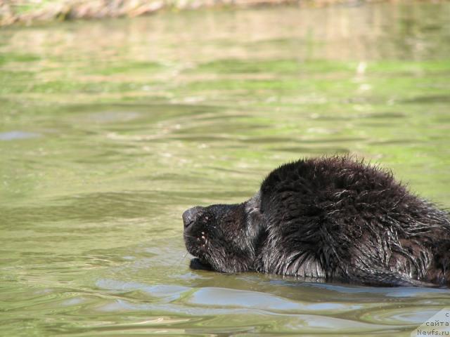 Фото: ньюфаундленд Любимая Моя с Берега Дона (Lubimaya Moya s Berega Dona)