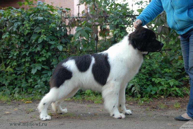 Фото: ньюфаундленд Сент Джонс Инкредибл Лук (Sent Djons Incredible Look)