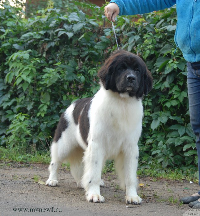 Фото: ньюфаундленд Сент Джонс Инкредибл Лук (Sent Djons Incredible Look)