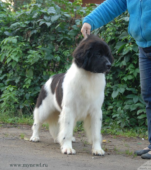 Фото: ньюфаундленд Сент Джонс Инкредибл Лук (Sent Djons Incredible Look)