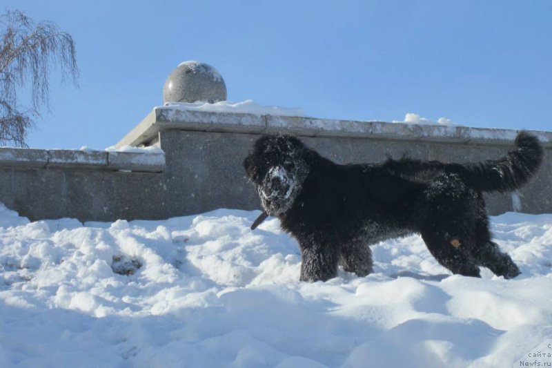 Фото: ньюфаундленд Супер Премиум Порше
