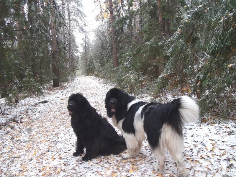 Фото: ньюфаундленд Лесная Сказка Лунная Соната, ньюфаундленд Черный Шарм Веллингтон