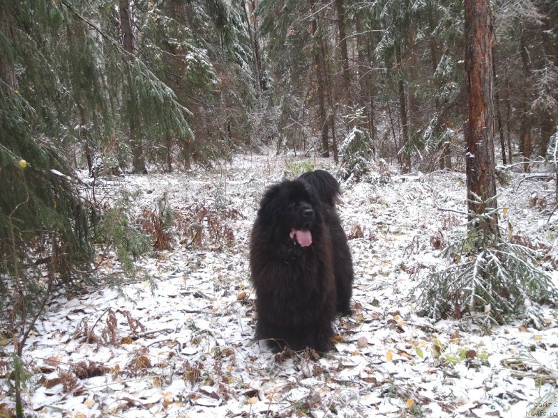 Фото: ньюфаундленд Барышня