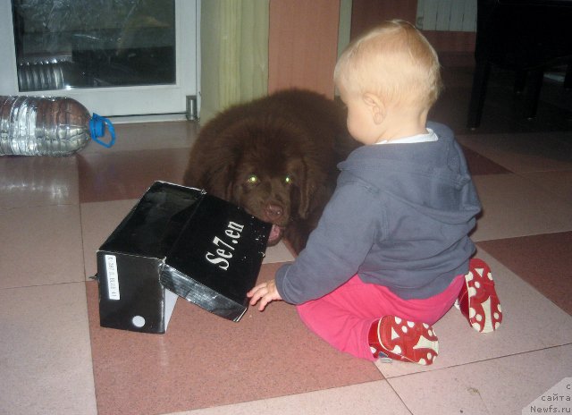 Фото: ньюфаундленд Браунблад МСК Хэппи Тедди (Brownblood MSK Happy Teddy)