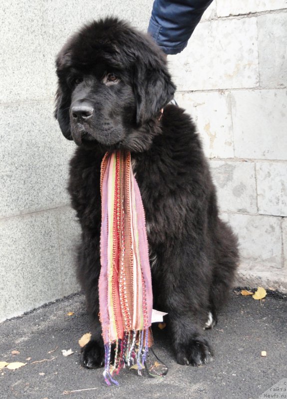 Фото: ньюфаундленд Бегущая по Волнам Чарт Топпер (Beguschaya po Volnam Сhart Topper)