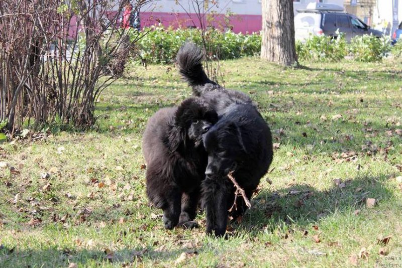Фото: ньюфаундленд Черная Мафия Ше ис а Ладу (Chernaya Mafia She is a Lady)
