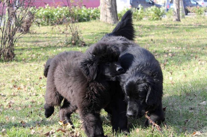Фото: ньюфаундленд Черная Мафия Ше ис а Ладу (Chernaya Mafia She is a Lady)