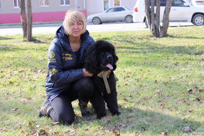 Фото: ньюфаундленд Черная Мафия Ше ис а Ладу (Chernaya Mafia She is a Lady), Виктория Хуриева